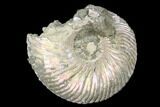 Iridescent, Pyritized Ammonite (Quenstedticeras) Fossil - Russia #175041-1